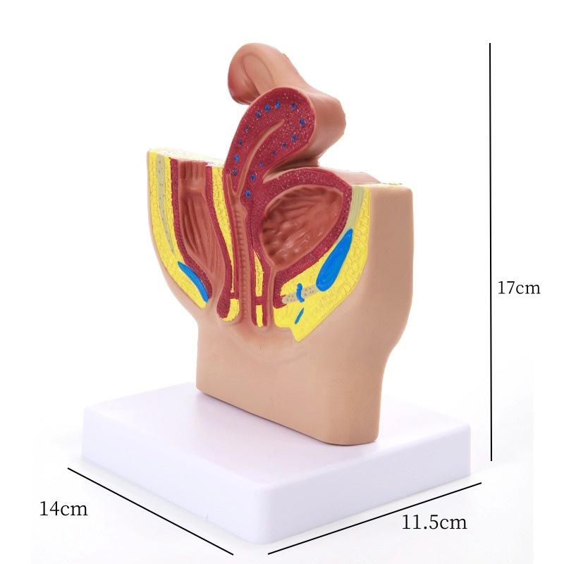 Малый мужской таз сагиттальная модель: Мужская репродуктивная и мочевыделительная система для демонстрации планирования семьи