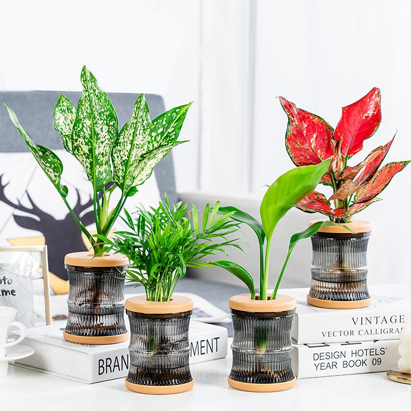 Transparent Hydroponic Vase Automatic Water Absorption Plant Pot For Home & Office