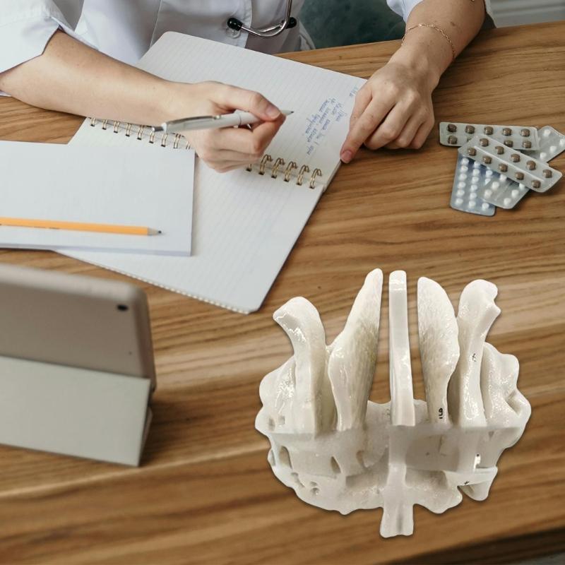 Human Skeleton Anatomical Model Temporal Bone Model Teaching Aid Human Ethmoid Bone Model for Science Class