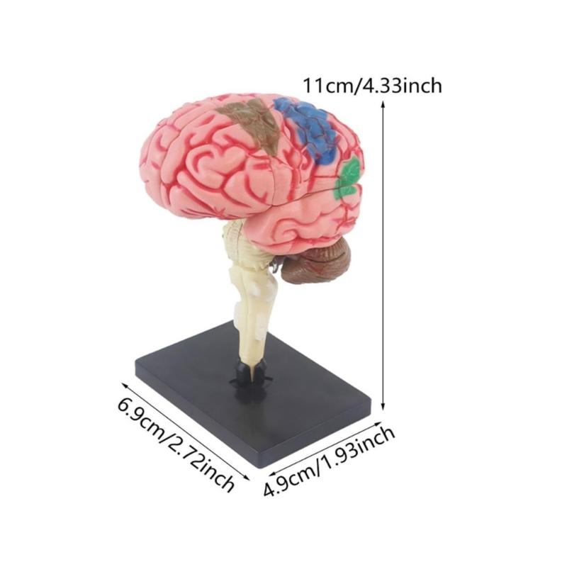 Hand on Assembly Human Brain Anatomy Model Kid Early Teaching Toy Education Brain Anatomy Model with Detachable Organs