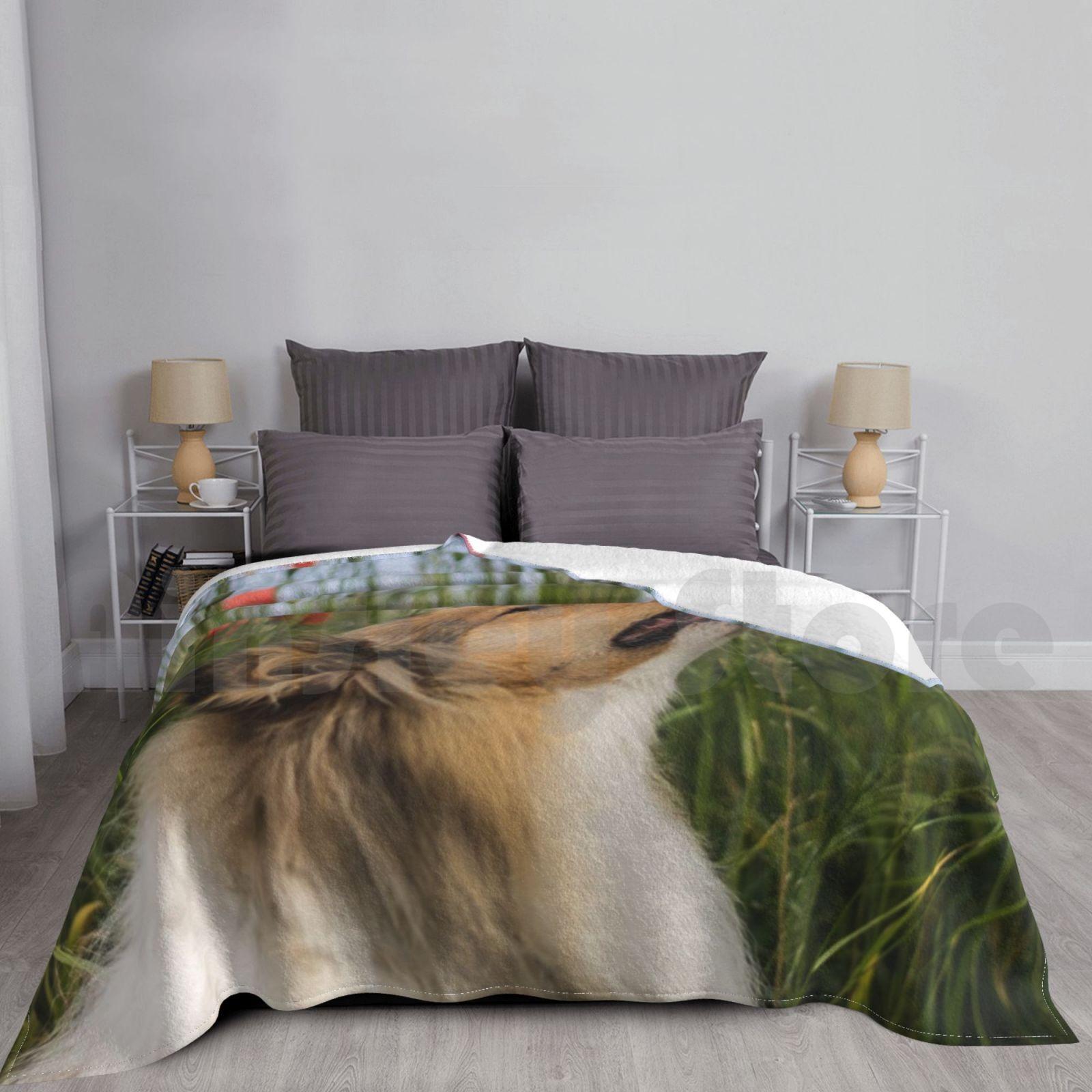 Cute Rough Collie Sniffing To A Poppy Blanket For Sofa Bed Travel Collie Dog Rough Collie Poppy Cute Adorable Size: 75*100cm, Weight: 230 GSM