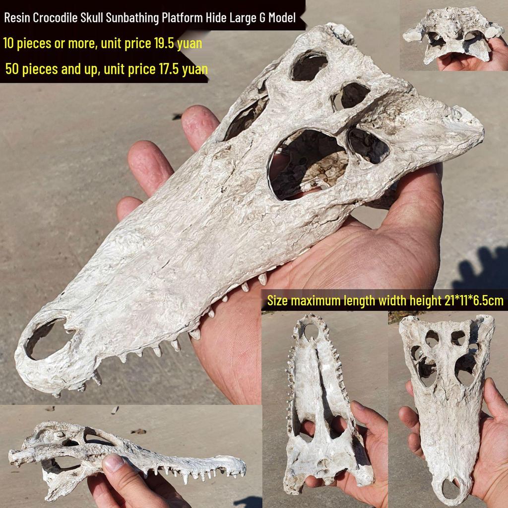 Akril Hüllőtenyésztő Doboz Dekoratív Koponyával