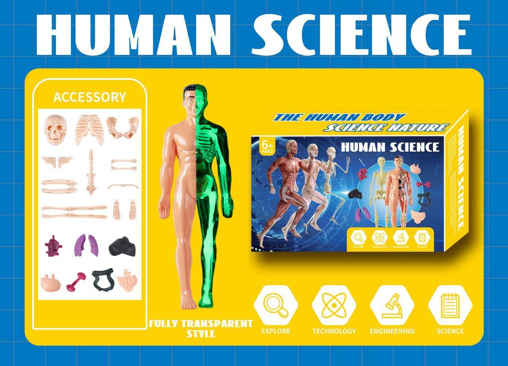 3D Educational Human Body Model with Skeleton & Organs for Kids