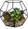 Cylinder Glass Terrarium Eco-Friendly Miniature Fairy Garden Container Air Plant Holder for Home Tabletop Decor Gift