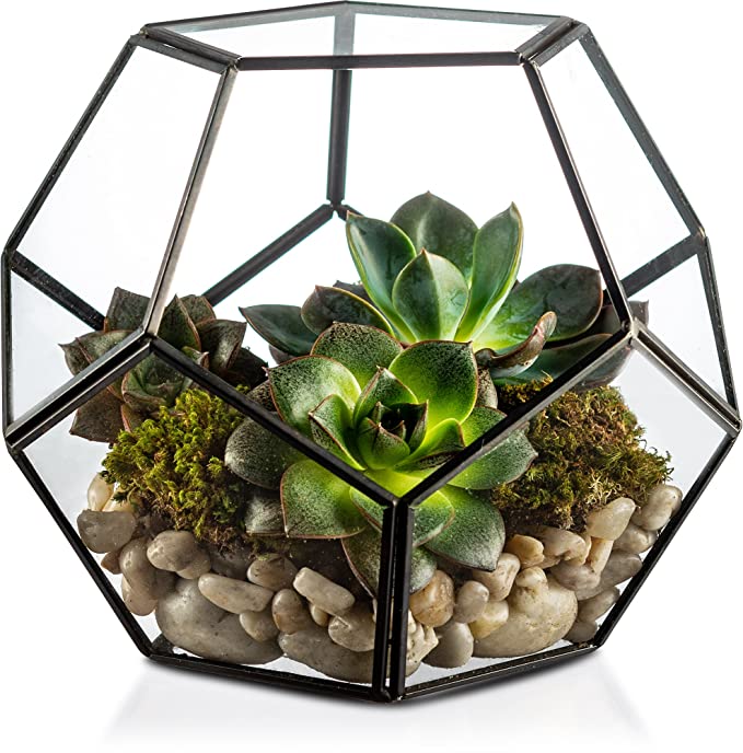 Cylinder Glass Terrarium Eco-Friendly Miniature Fairy Garden Container Air Plant Holder for Home Tabletop Decor Gift