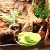 Lotus Shape Automatic Water Dispenser for Turtle Amphibious Reptile Feeding Bowl Plastic Non-Spill Water Feeder Lizard Tortoise