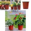 10/50/100 pièces Pots de fleurs en plastique pour semis avec caractéristiques de drainage équilibré**