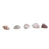Floating Seashells Display Box Large-capacity Seashells Decorative Storage Box for Home and Beach Decoration