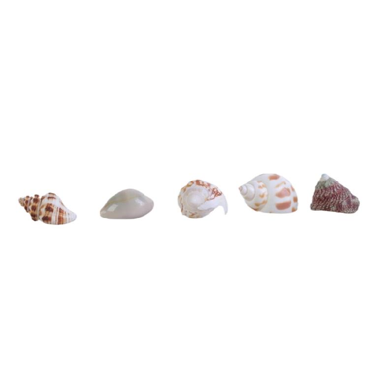 Floating Seashells Display Box Large-capacity Seashells Decorative Storage Box for Home and Beach Decoration