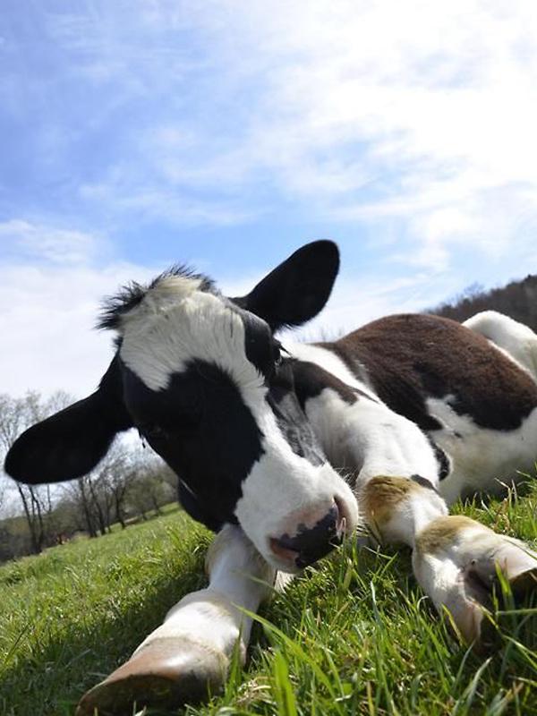 

Алмазная картина Корова 5D Алмазная картина Вышивка крестом Алмазная картина Полный набор сверл Горный хрусталь 15*20cm