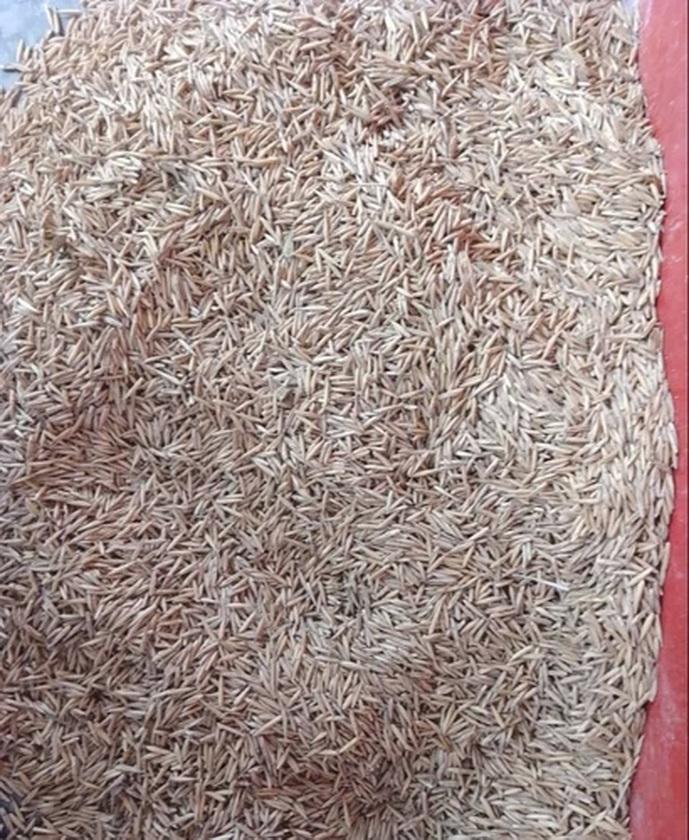 50 SEMEN BAMBUSU ARUNDINACEA - ČERSTVÁ SEMENA