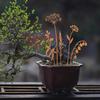 5 Stück/Set Rostige Metallblume Wildblumensträuße Rost Gartenkunst Wildblumen Haufen Dekorative Pflanzenstecker Heimdekorationen