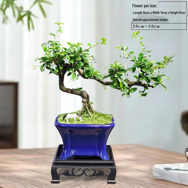 Trailing Fujian Tea Bonsai with Old Trunk – Zen Style Indoor Green Plant for Office & Living Room