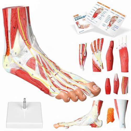 KIYOMARU Foot Anatomy Model, 10-Part Life-Size with Soft Tissue, Supervised by a Physical Therapist, Human Model, Foot and Ankle Joint Model, Anatomic