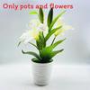 Brownii Lilium Var Viridulum Baker Potted Plant For Living Decor Room
