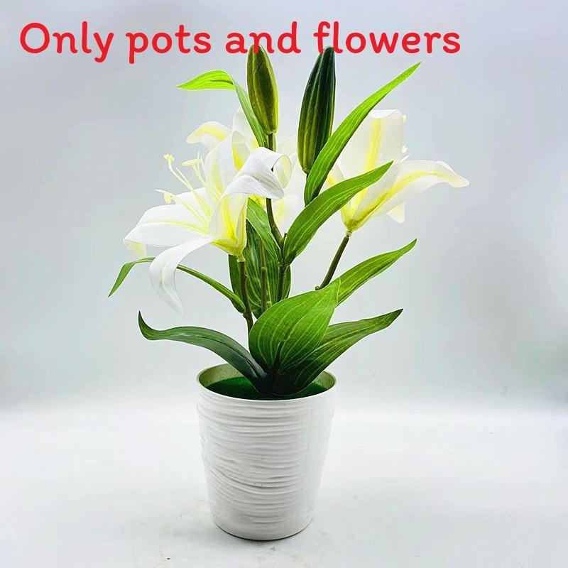 Brownii Lilium Var Viridulum Baker Potted Plant For Living Decor Room