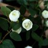 New Plastic Silk Artificial Rose Vine 4 Colors 1.75m 54 Heads Hanging Flowers Rattan Fake Plants Leaves Home Decoration
