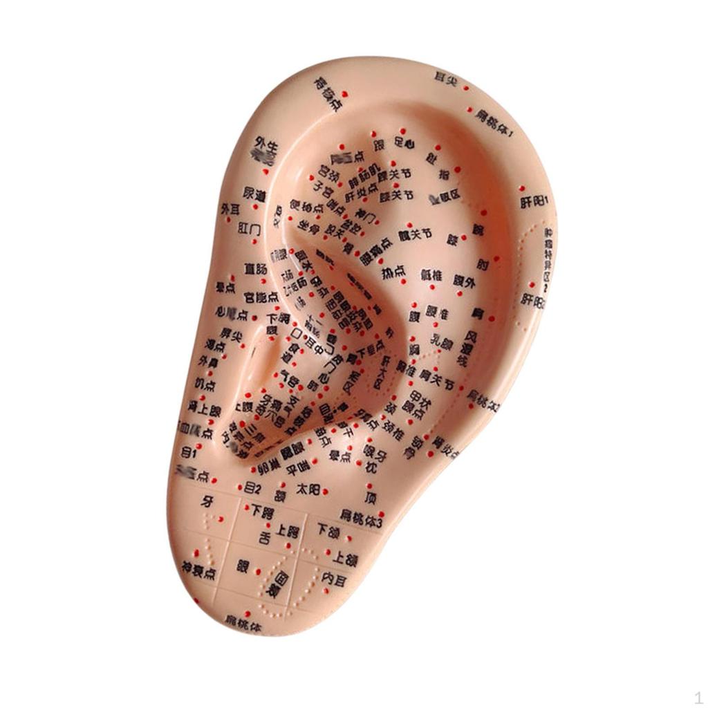 Akupunkturpunkt-Modell des menschlichen Ohrs, hochsimuliertes praktisches Lehrmittel zum Lernen