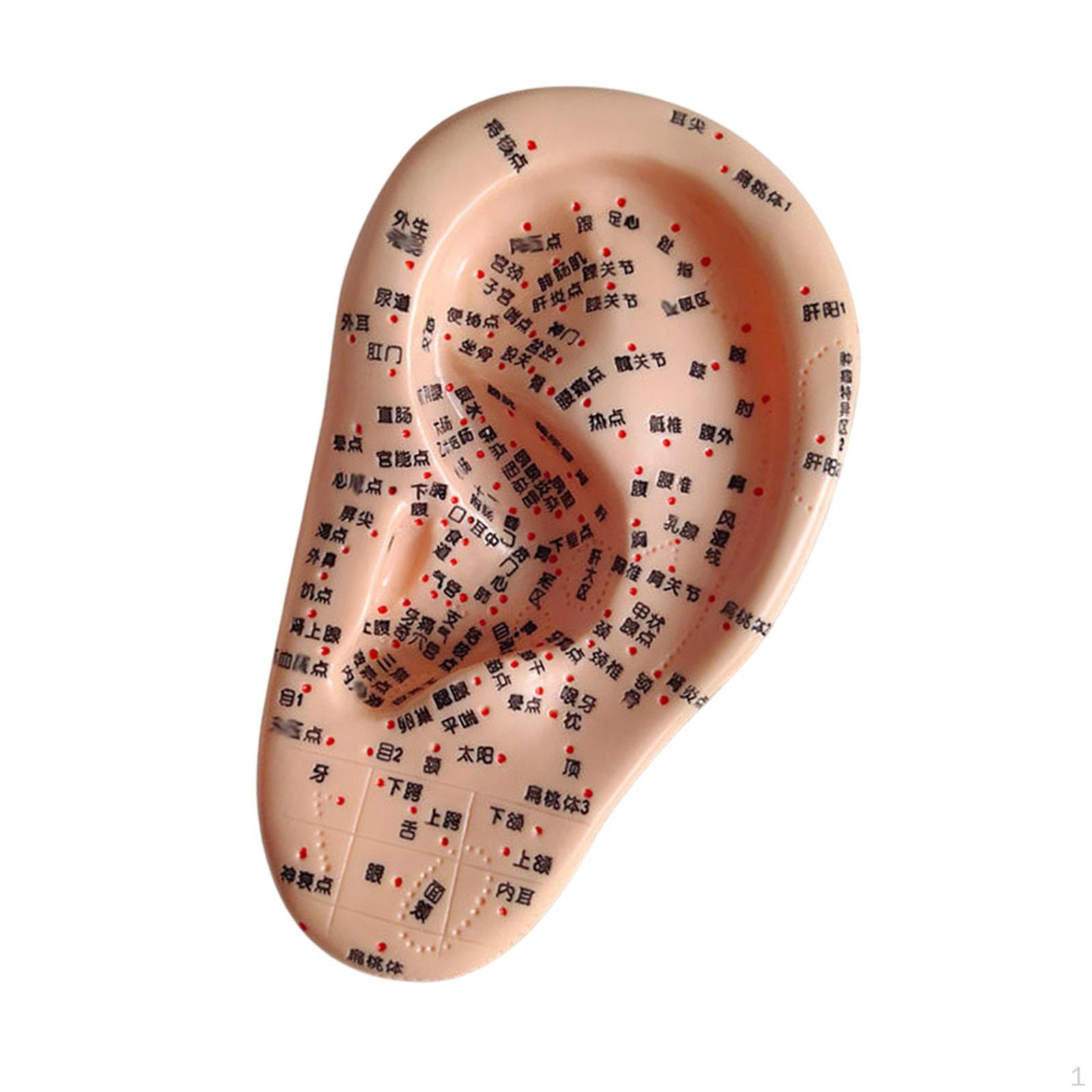 

Модель людського вуха