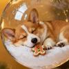 3D Animal Christmas Ball Decoration Dachshund/Tennis/Baseball/Golf Clear Plastic Xmas Ball Ornament for Winter Xmas