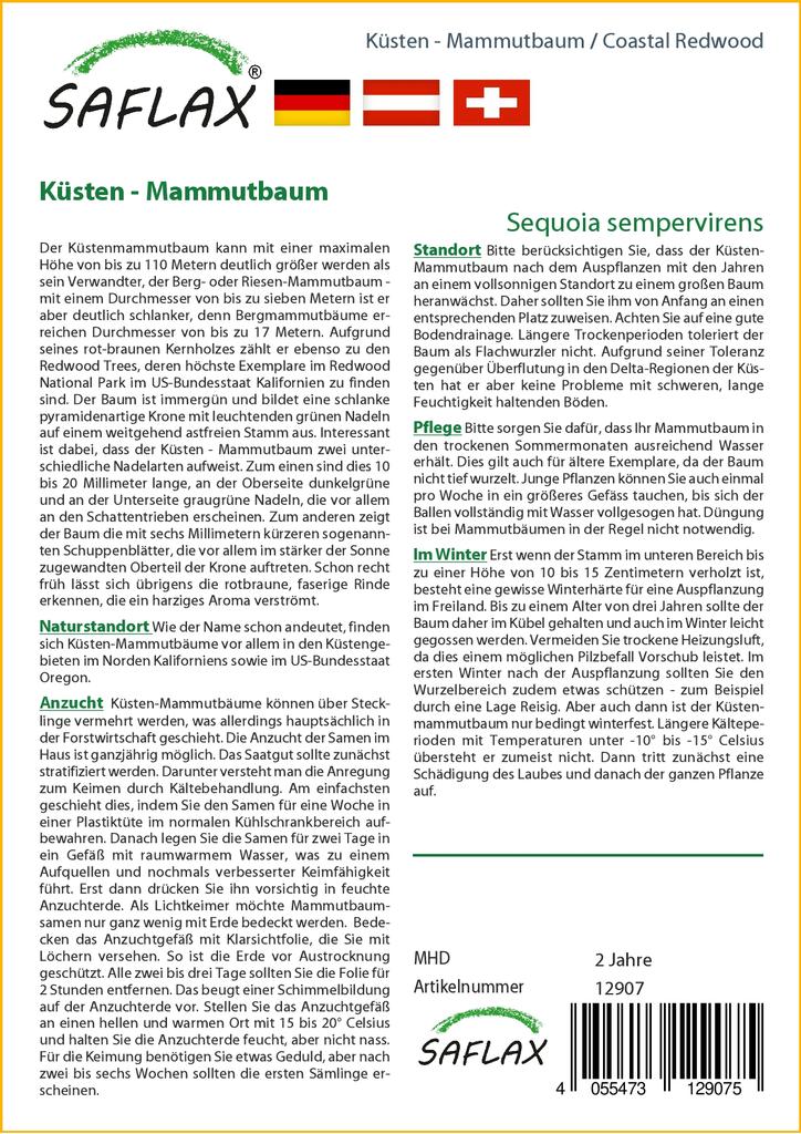 SAFLAX Pobřežní sekvoje - 50 semen - Se substrátem pro lepší pěstování - Sequoia sempervirens
