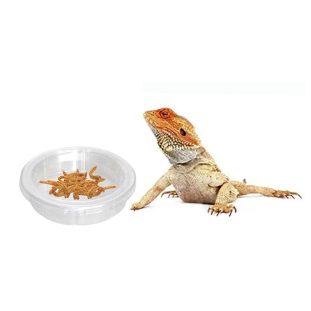 5pcs Round Reptile Feeding Dish Transparent Reptile Terrarium Practical Lizard Food Bowl  Bird
