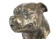 Staffordshire Bull Terrier, Staffik, Staffi - Dog Bust, Large Figurine, Dog Head On a Stone Base, Office Ornament from the Art-Dog Brand