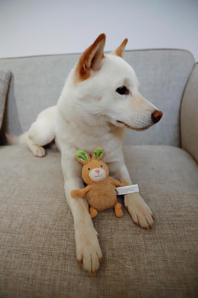 GiGwi Supapuppa Chubby Rabbit