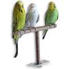 Chewing Perch Grinding Training Toy Bird Toy Parrot Stand Wood T Shape Branch Parakeet Chewing Toy