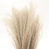 10/ Natural Grass Decor Boho Fried for Dried Decorations Pompous Reed
