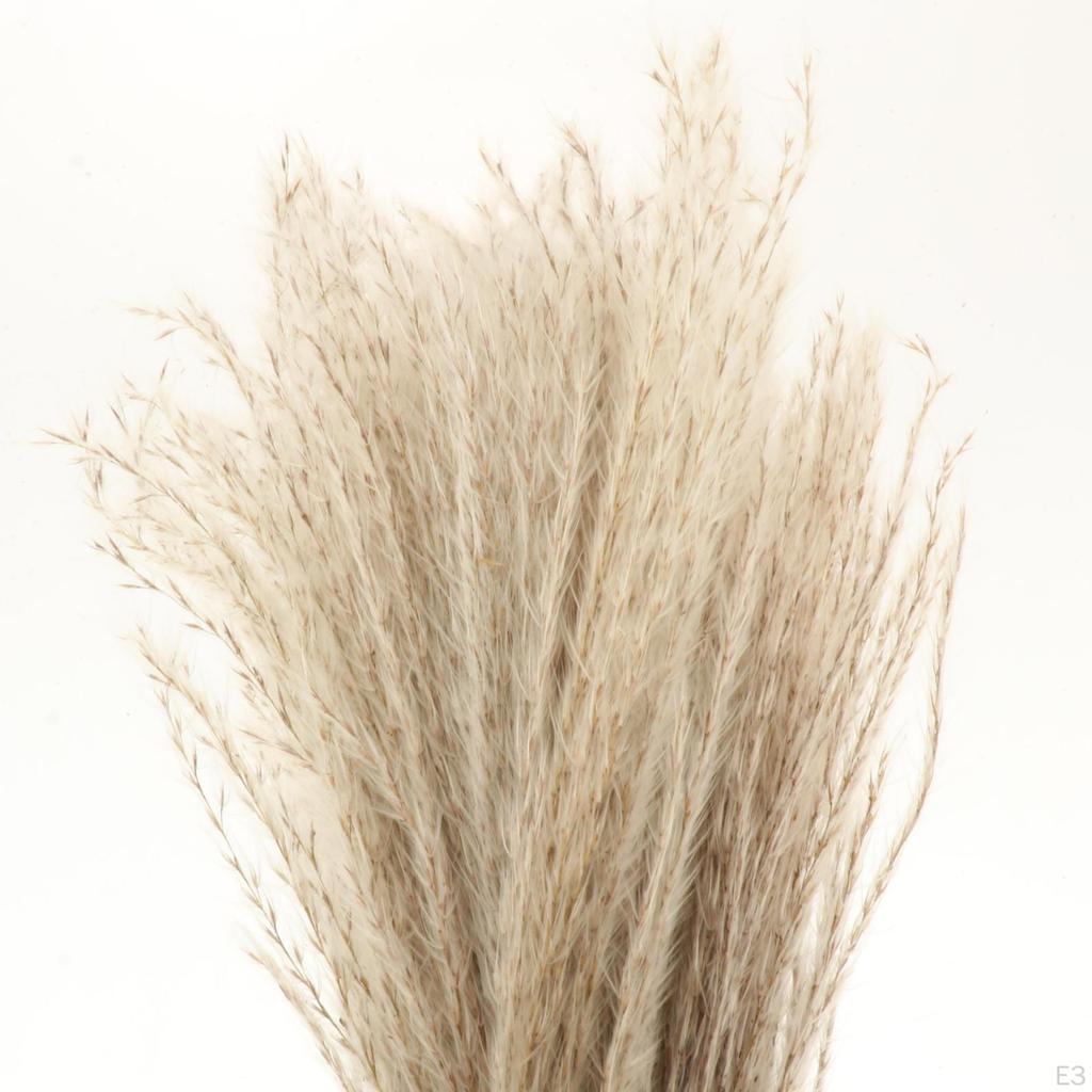 10/ Natural Grass Decor Boho Fried for Dried Decorations Pompous Reed