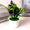 5 kleine Calla-Lilien im Topf, zur Dekoration von Zuhause und Zimmern