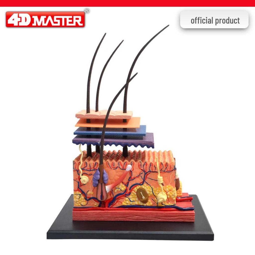 4D Knee Joint Ligament Anatomy Model for Medical Teaching