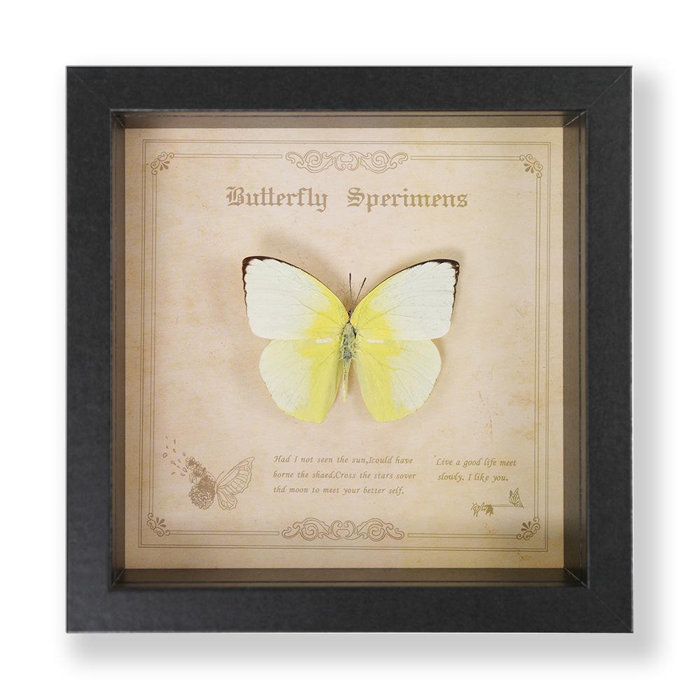 Green Banded Swallowtail Butterfly Specimen Decorative Painting - Real Insect for Display