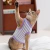 Cat Clothes Spring and Summer Jacquard Knitting Hollow Traction Vest Blue Cat Hairless Cat Kitten Puppy Pet Clothing