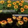 3 Head LED Solar Sunflower Waterproof LED Lights For Home Garden Patio Lawn Backyard Pathway Decoration