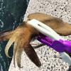 RISEWAY Fish Gripper Purple X Glow UFG-004
