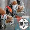 Reflective Cat Collars with Bell - 12 Pack Safety Breakaway Design for Night Visibility and Pet Security-Good
