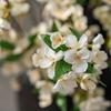 Elegant Simulation Malus Flowers Lifelike Fake Flowers  Home Office Decor