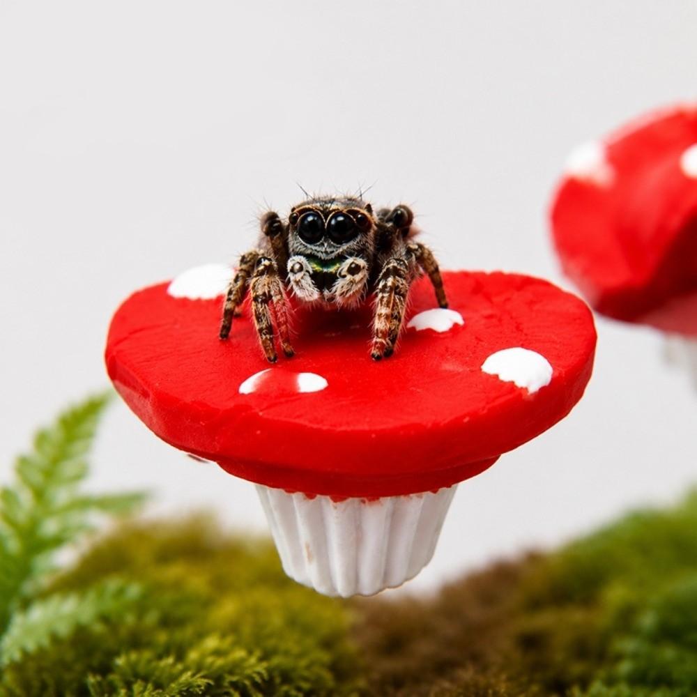 Magnetic Jumping Spider Platform Mushroom-shaped Climbing Ladder for Spider Terrarium Vivarium