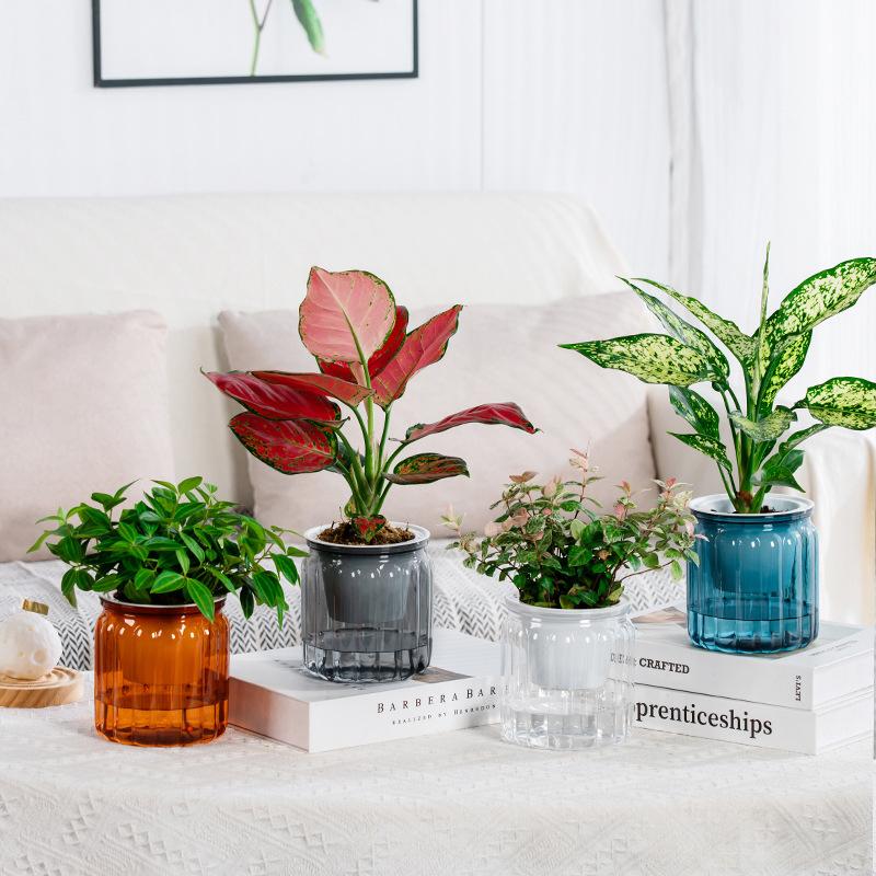 Transparent Hydroponic Vase Automatic Water Absorption Plant Pot For Home & Office