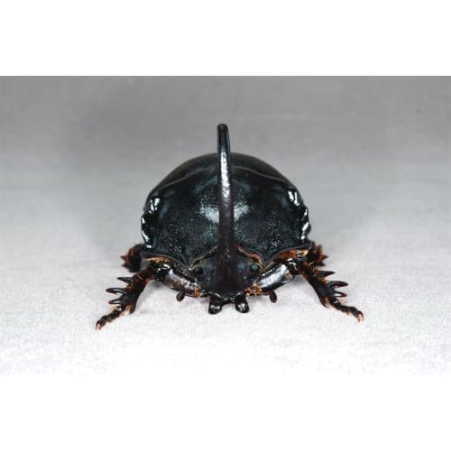 Nirvana African Giant Rhinoceros Beetle Figure, Coleoptera, Refrigerator Ornament, Magnetic, Realistic, Adult, Illustrated, Insect, Beetle, Resin, Adu