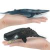 Simulation Of Marine Animals 2 Whale Models Children'S Cognition Of Underwater Creatures Sperm Whale Blue Whale Static Ornament