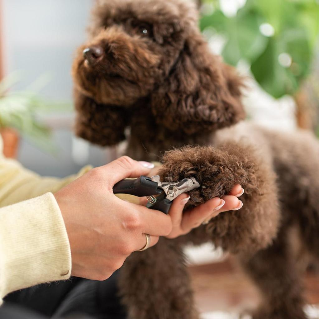 Electric Dog Clipper, Professional Grooming Kit, Pets Hair Trimmers, 3-Speed, Wireless, LED Display