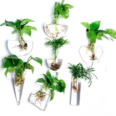 Terrario Jarrón de Cristal Colgante de Pared – Macetero Decorativo o Pecera para Hogar y Jardín