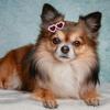 Pet Small Dog Cat Hair Clips Heart Sunglasses Shape Hairpins Lovely Puppy Bows Barrette Pet Supplies Grooming Hair Accessories