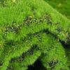 DIY Artificial Moss Carpet Durable Simulation Moss Sheet Fake Moss Grass Turf  Wall