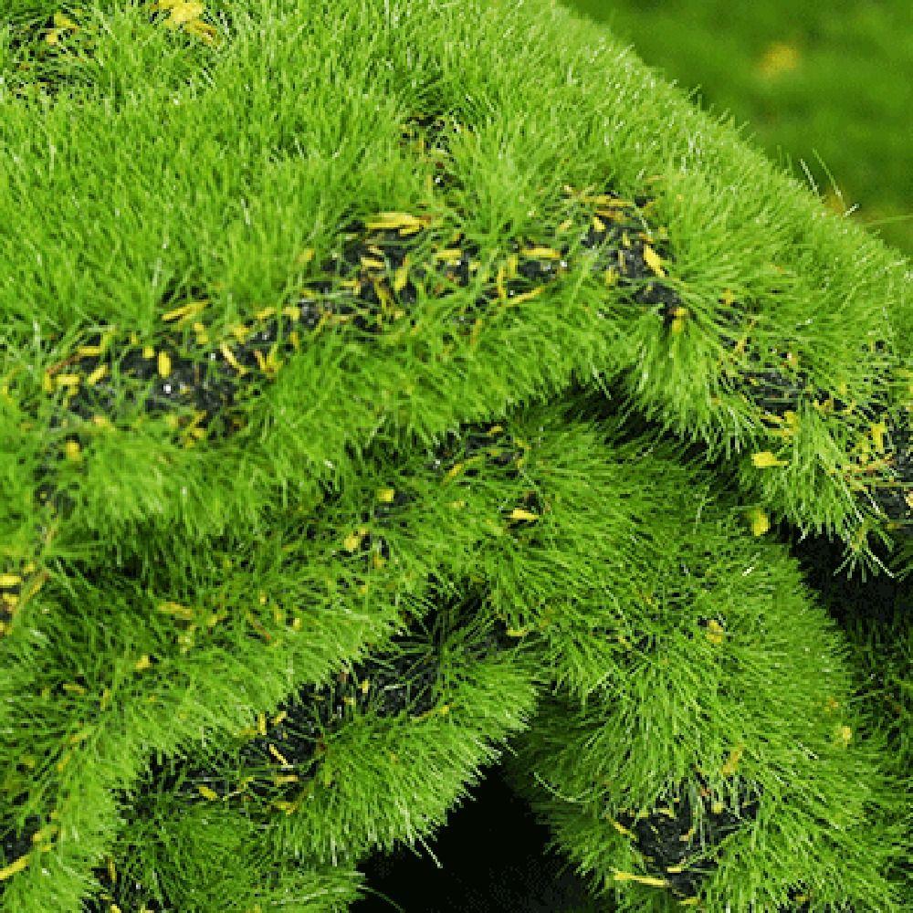 DIY Artificial Moss Carpet Durable Simulation Moss Sheet Fake Moss Grass Turf  Wall
