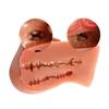 Sex Doll Lifelike Sex Doll Torso Butt,Male Masturbator Adult with Big Boobs Male Sex Toy