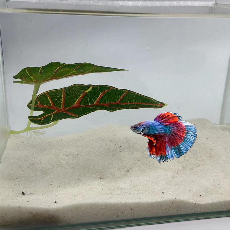 Betta Fish Tank Decoration: Artificial Aquatic Plants & Resting Leaf Simulation for Aquarium Landscape